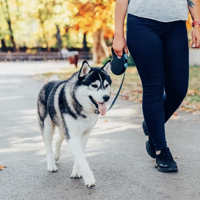 dog friendly venues