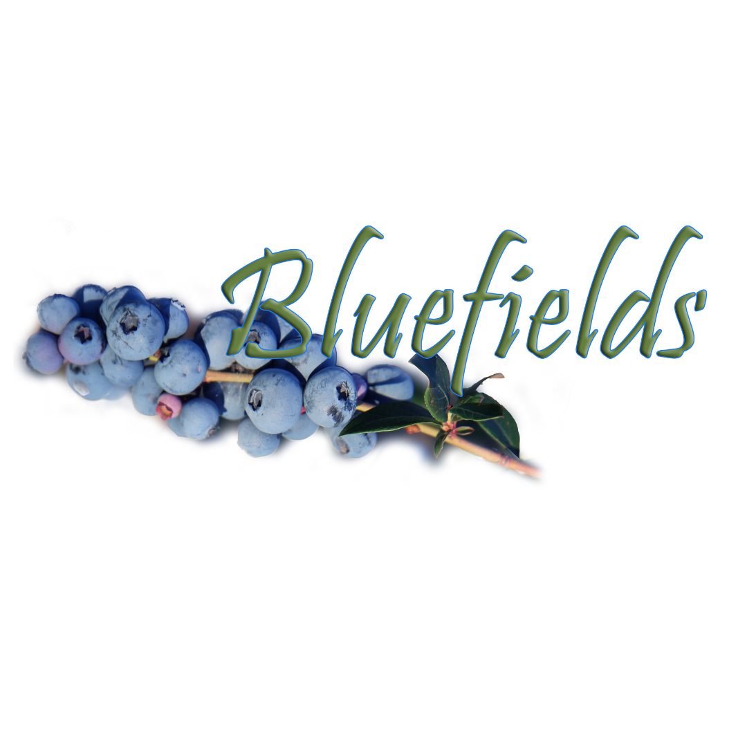 Bluefields Blueberries