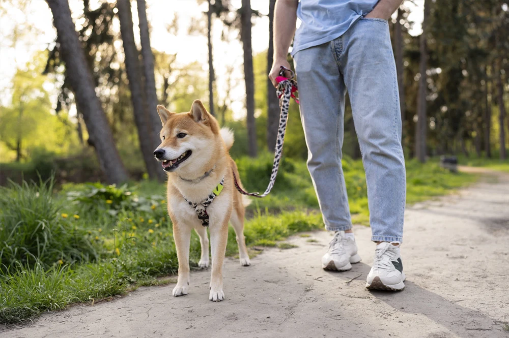 dog friendly 2