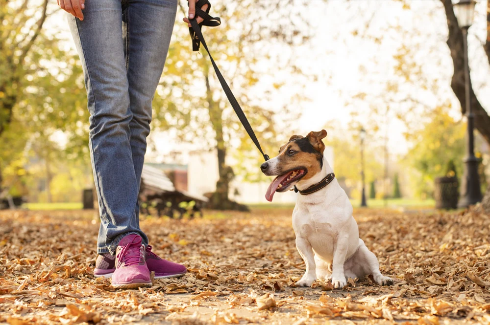 dog friendly 3